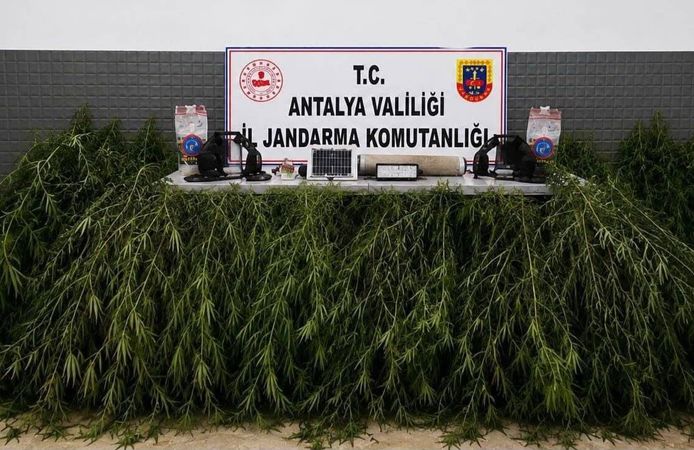 Antalya Aksu’da operasyon: Yasadışı kenevir bitkisi ele geçirildi
