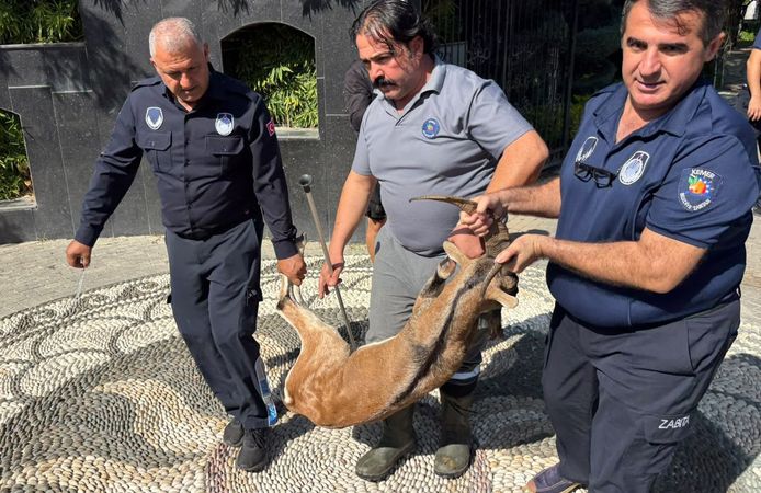 Antalya'da yaralı dağ keçisi tedaviye alındı