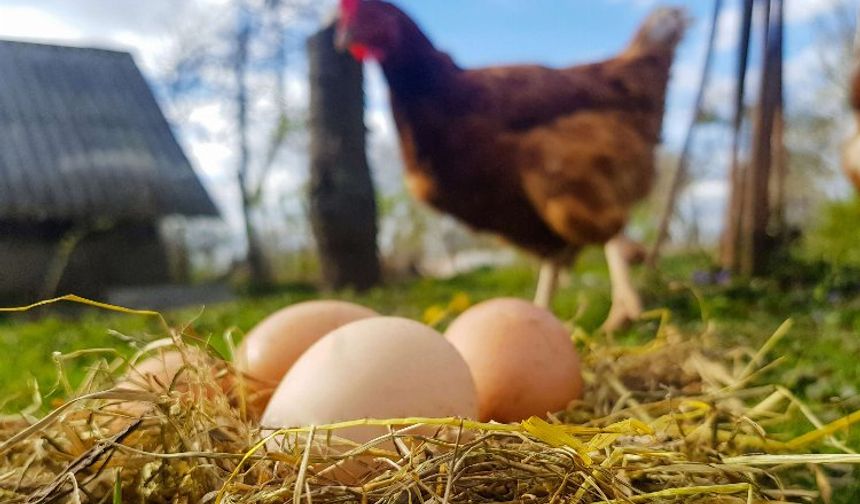 Tavuk eti ve yumurta üretimi artışta