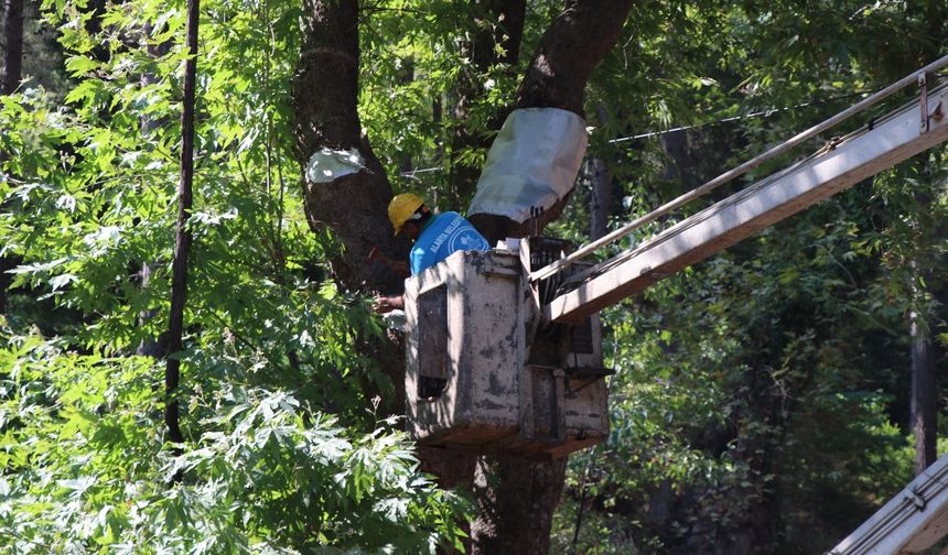 Alanya’da doğa mirası ağaçlara bakım ve rehabilitasyon