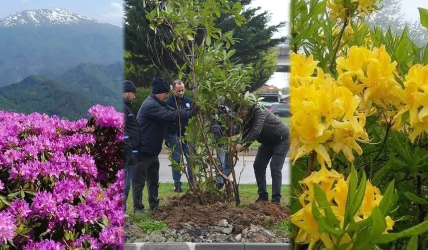Giresun mor ve sarı güllerle donatılıyor