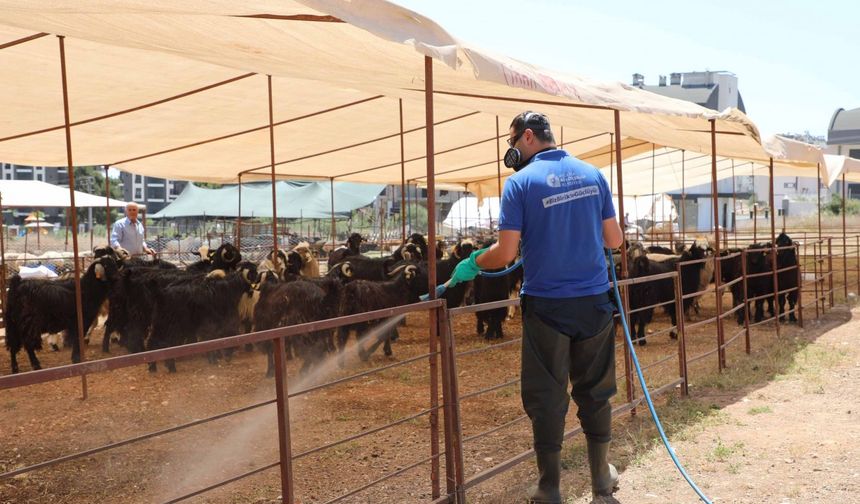 Antalya Büyükşehir kurban satış noktalarını ilaçlıyor