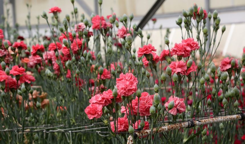 Karanfilde fusarium hastalığına karşı yerli tür