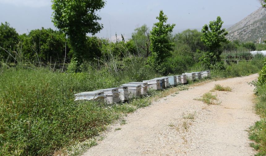 Narenciye balı koruma altında