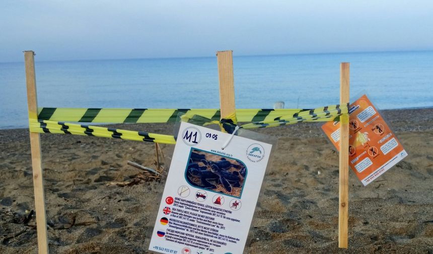 Sezonun ilk deniz kaplumbağası yuvası