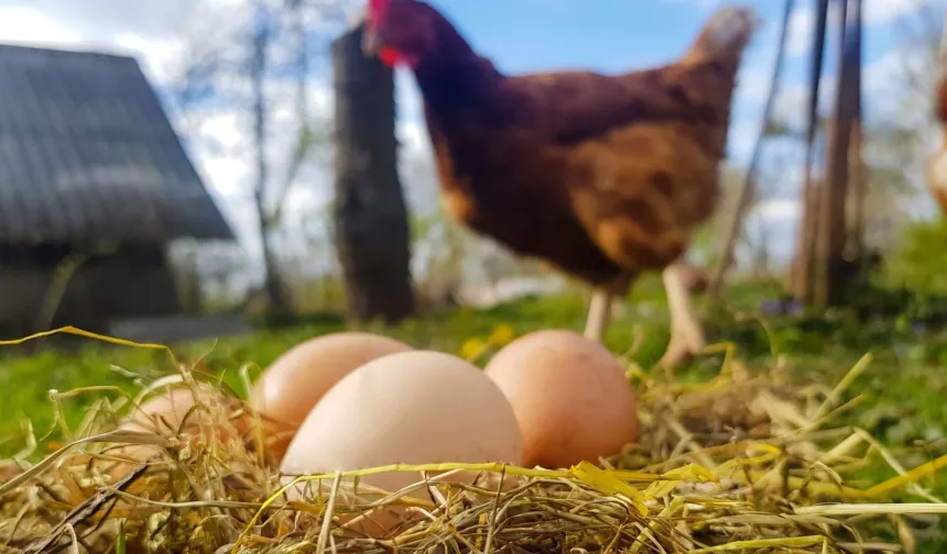 Yumurta üretimi düştü!