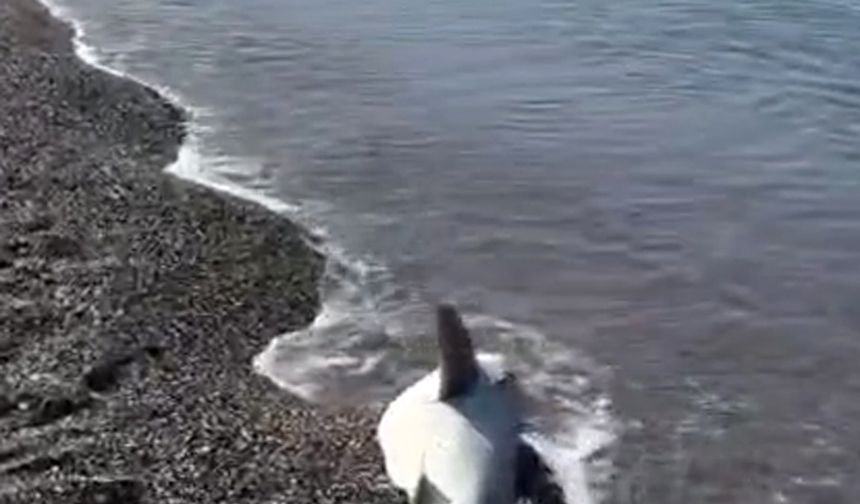Sahilde gizemli köpek balığı ölüsü