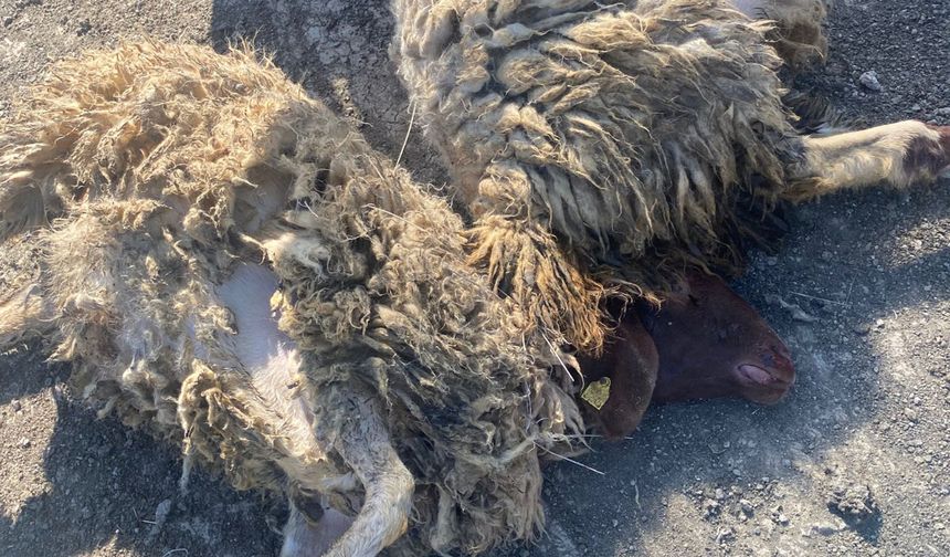 Ağıldaki 12 koyun kurt saldırısında öldü