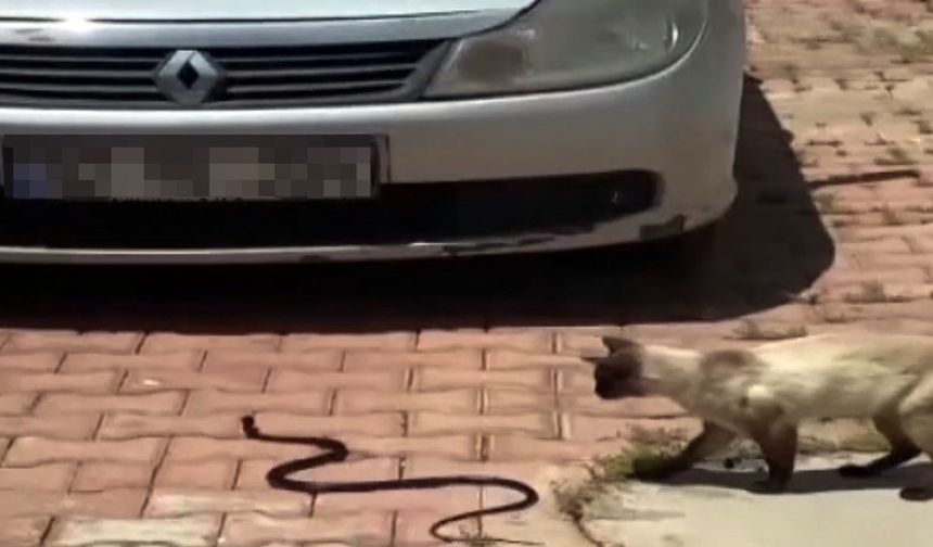 Antalya'da itfaiye yılan mesaisine başladı