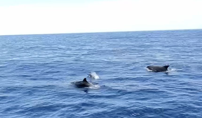 Alanya'da yunuslar tekneye eşlik etti, turistler izledi