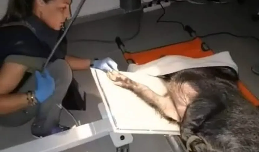 Ateşli silahla yaralanan domuz sağlığına kavuştu