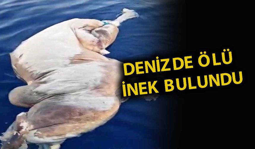 Gazipaşa'da denizde ölü inek bulundu
