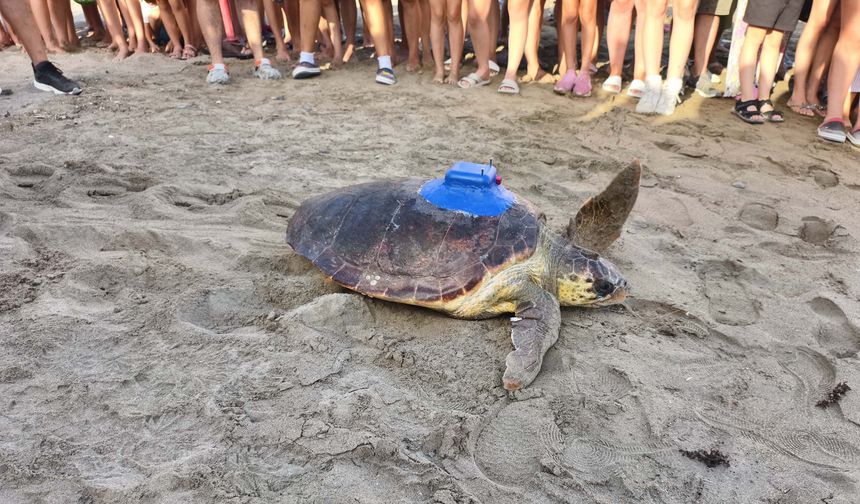 Ürettikleri ilk yerli uydu takip cihazı, caretta carettaya takıldı