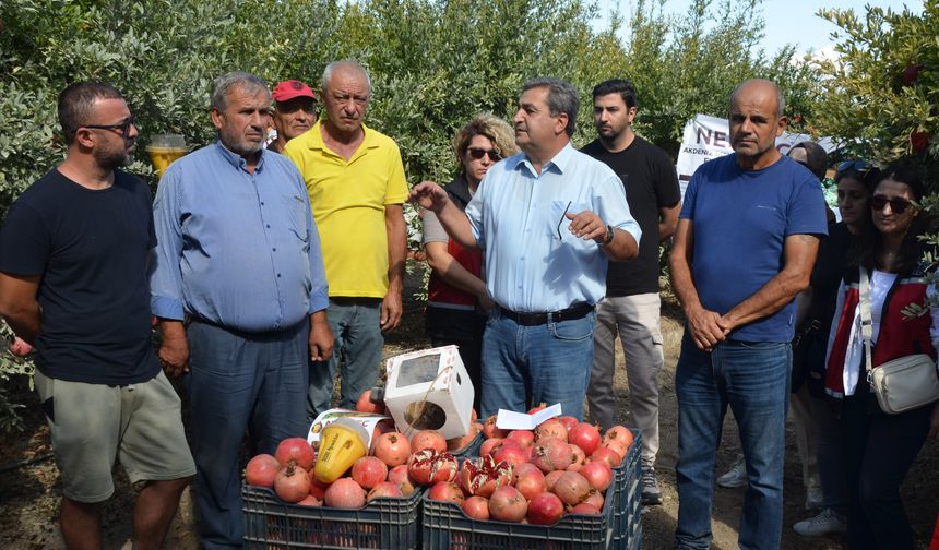 Antalya'da nar hasadı başladı