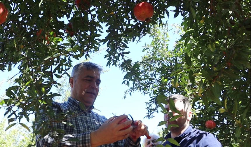 Antalya'da nar üreticinin yüzünü güldürdü