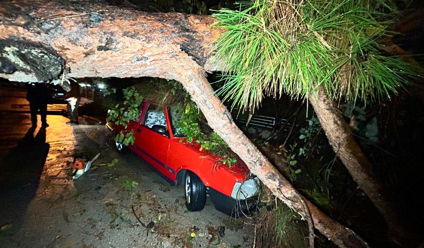 Antalya'da şiddetli yağış ağacı devirdi: 2 araç zarar gördü