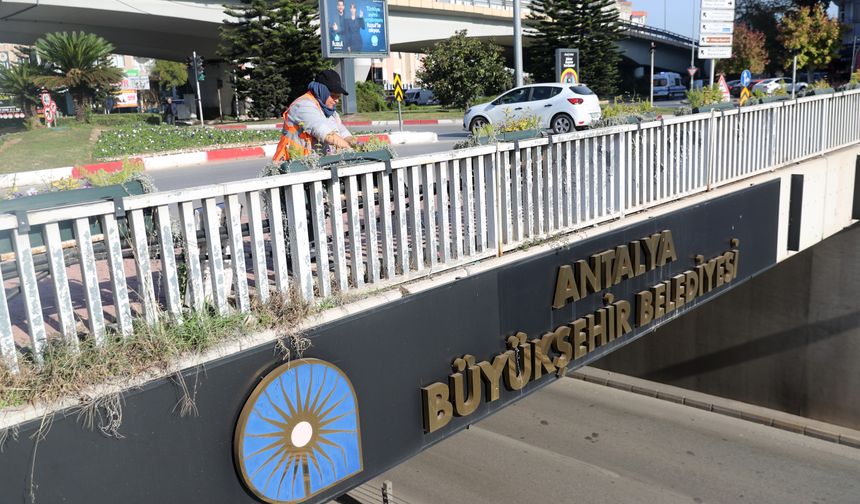 Antalya'da 4 milyon çiçek toprakla buluşuyor