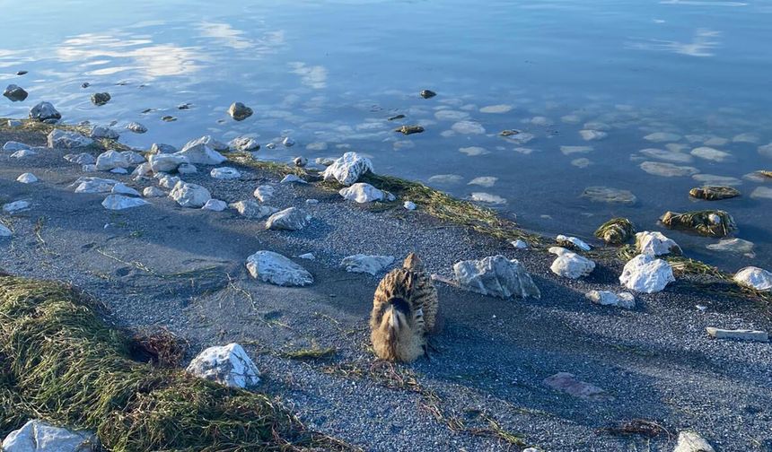 Yaralı Güney Amerika balabanı koruma altına alındı