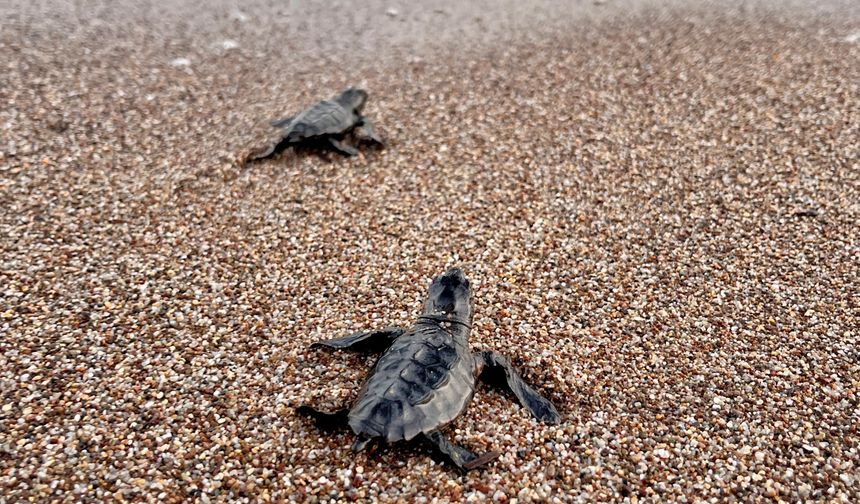 Antalya'da yarım milyona yakın caretta yavrusu denizle buluştu