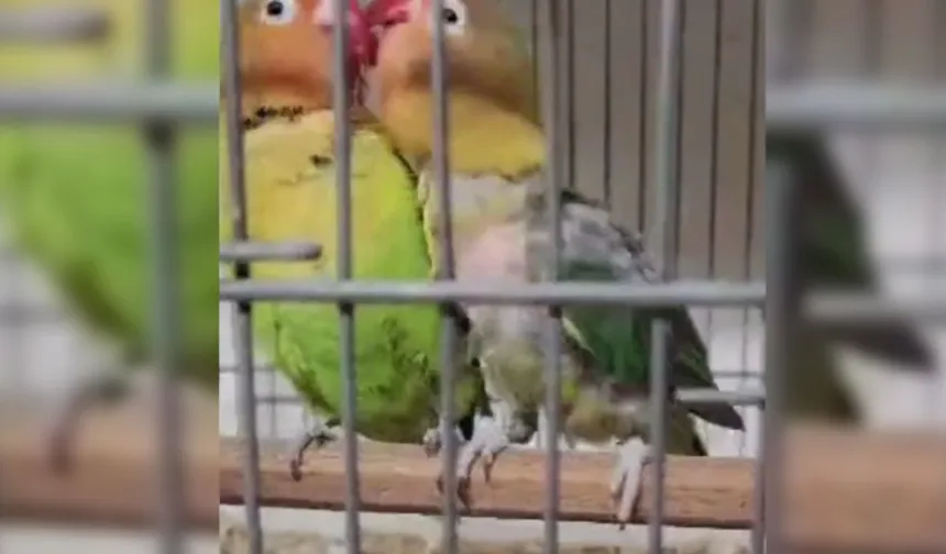 Belgesiz papağan operasyonu: 9 kuş yakalandı