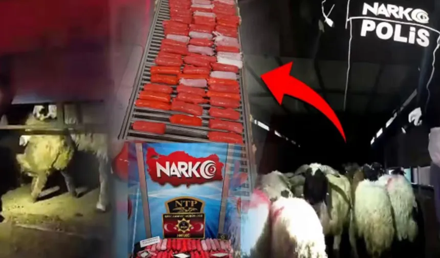 Bunu da yaptılar! Küçükbaş hayvanların karın boşluklarına zulaladılar!