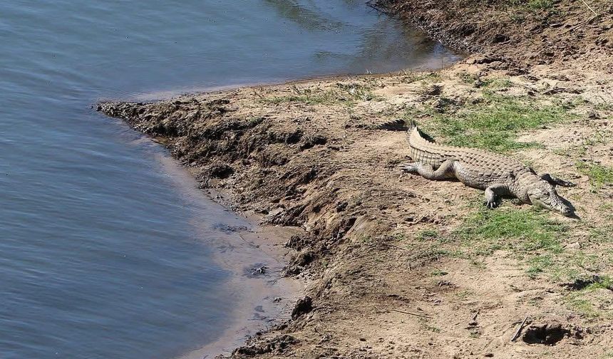 Objektife yansıyan vahşi yaşam
