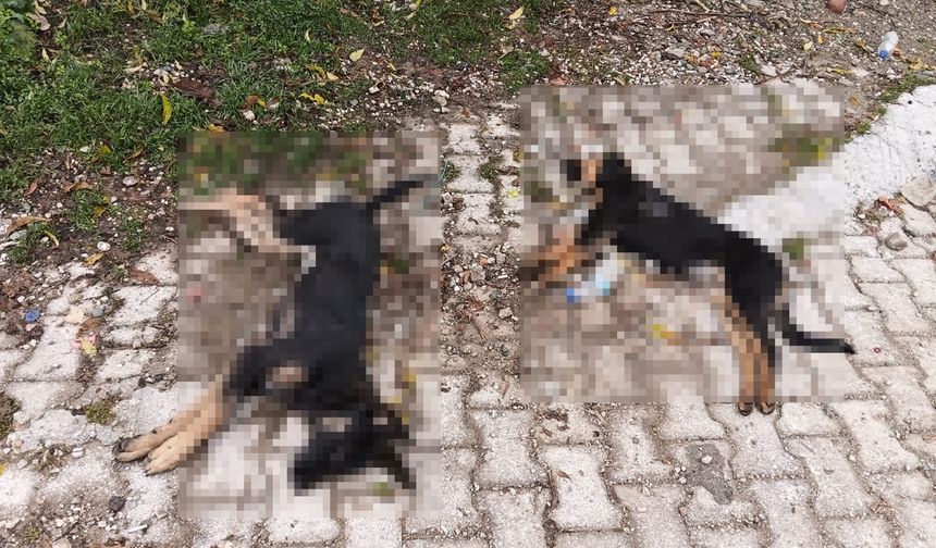 Sahipsiz köpek ölümlerine valilik incelemesi