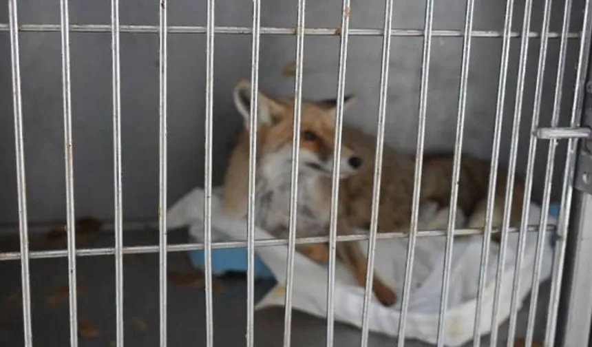 Yaralı tilki doğaya kavuştu