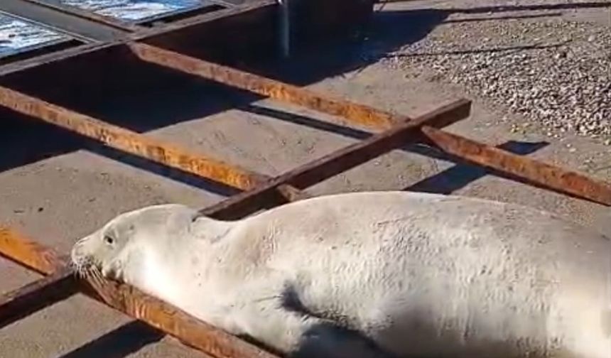 Akdeniz foku sahilde görüldü