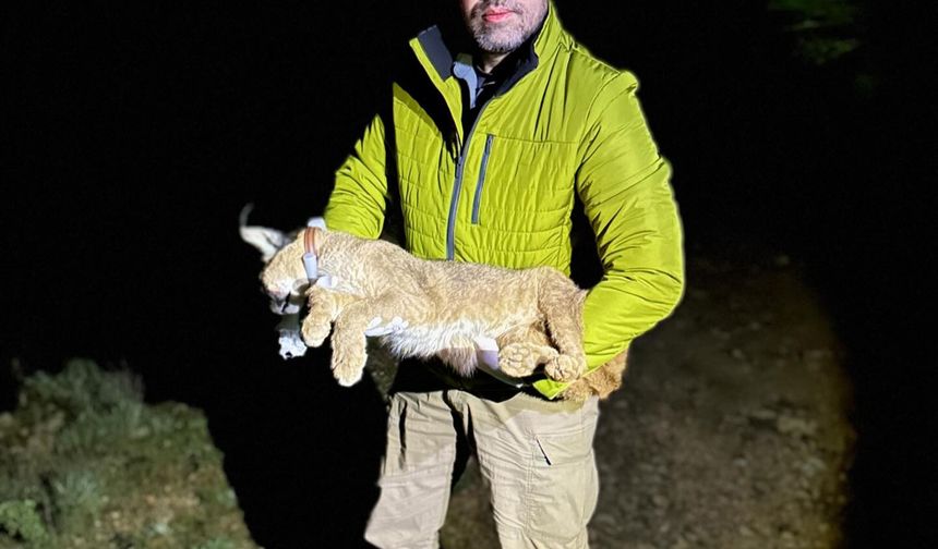 Dr. İlemin: Karakulak türünü Akdeniz ekosistemi için gösterge tür olarak tescilledik