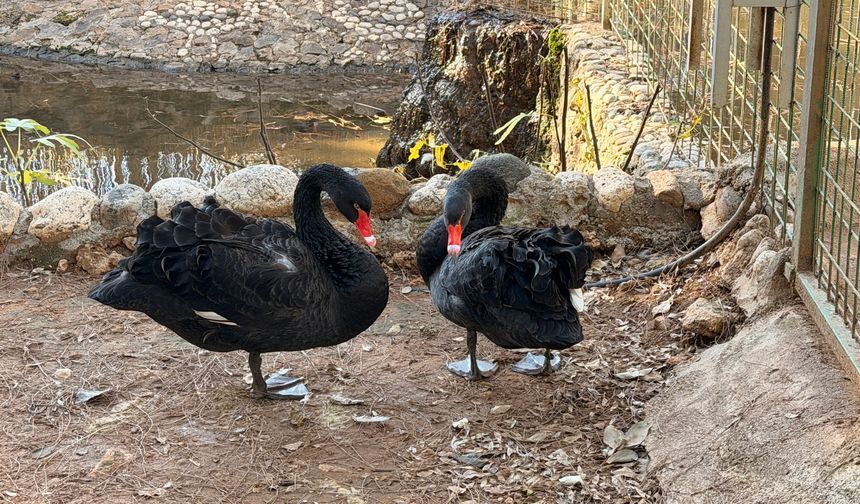 Doğanın sadık eşleri siyah kuğularda kuluçka heyecanı