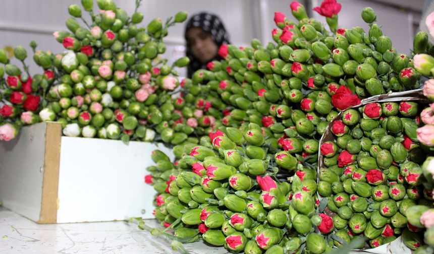 Antalya'da üretilen 850 milyon dal çiçeğin yüzde 75'i ihraç edildi