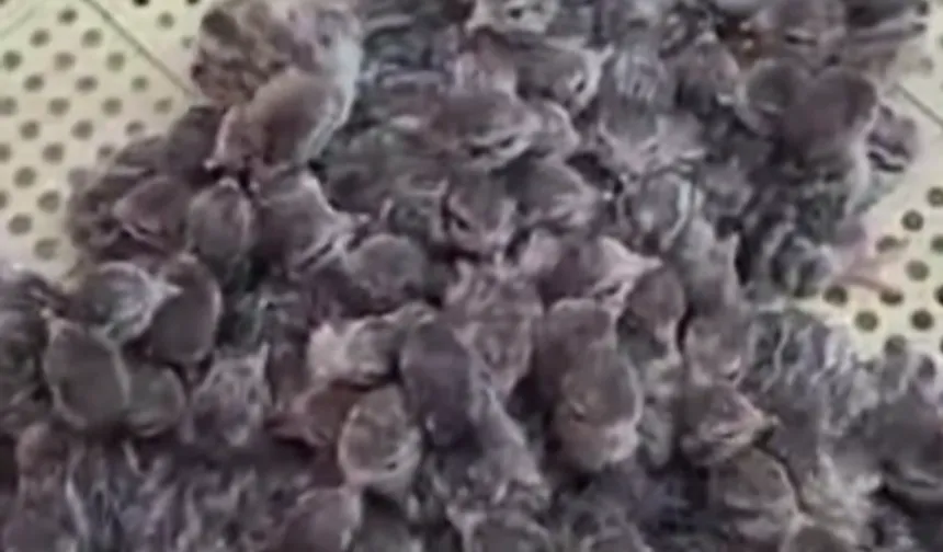 Yılın ilk keklik yavruları yumurtadan çıktı