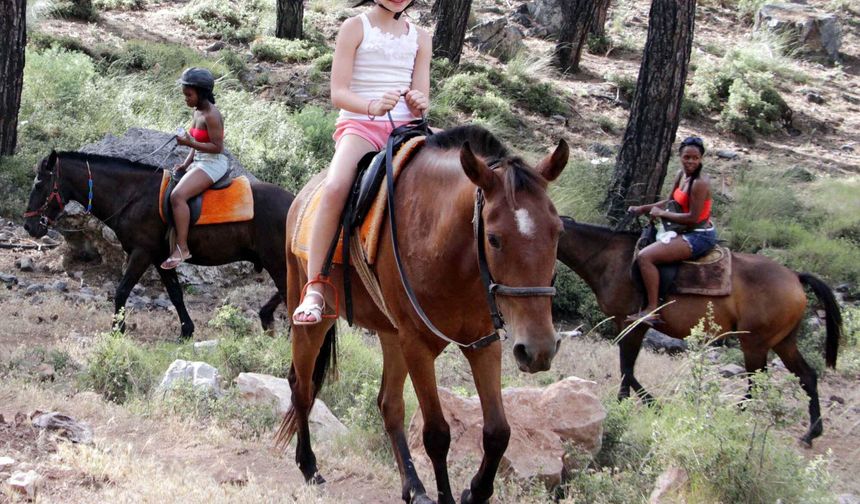 At, eşek, katır azaldı