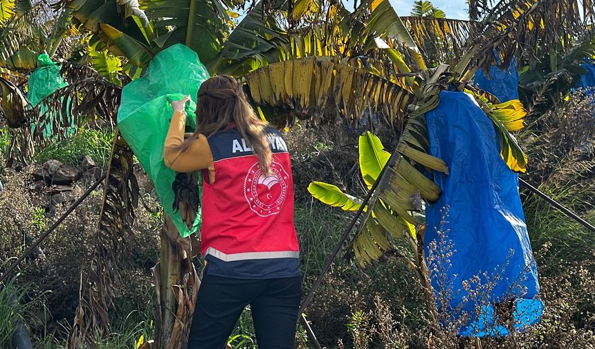 Alanya'da muz bahçeleri denetlendi