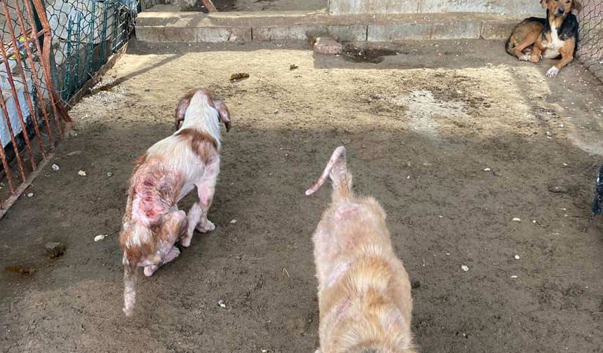 Barınaktaki tepki çeken görüntülere soruşturma