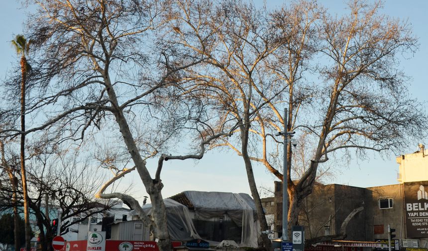 Antalya'nın simgesi çınarlar korumaya alındı