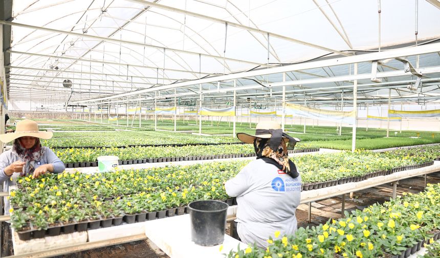 Antalya 4 milyon yazlık çiçekle bahara hazırlanıyor