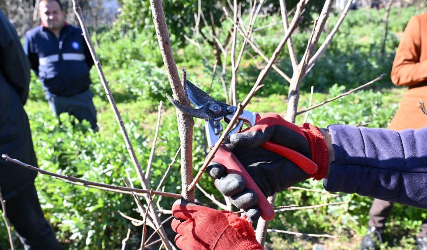 ATASEM'de uygulamalı ağaç budama eğitimi