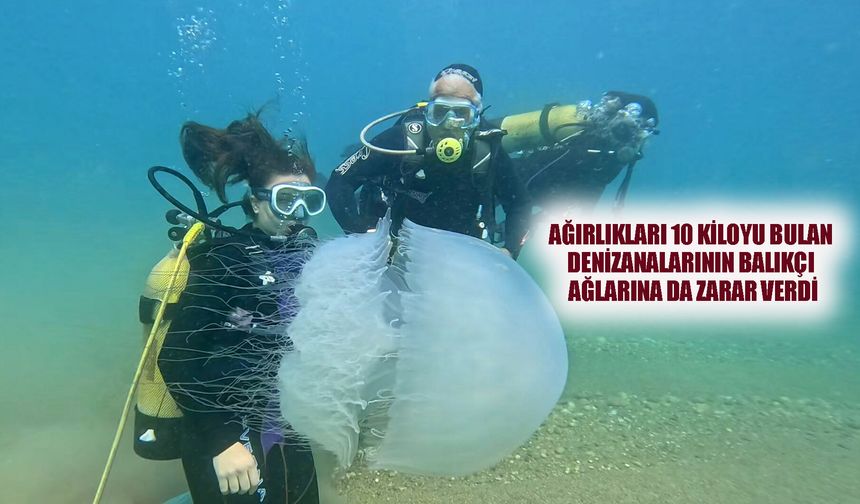 Antalya Körfezi'nde denizanaları kıyıya sürüklendi