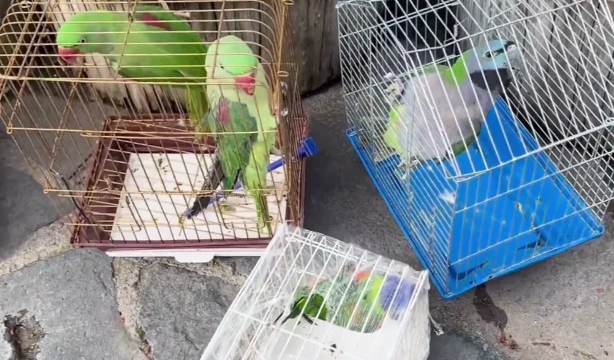 Petshop denetimi... 39 papağan koruma altında