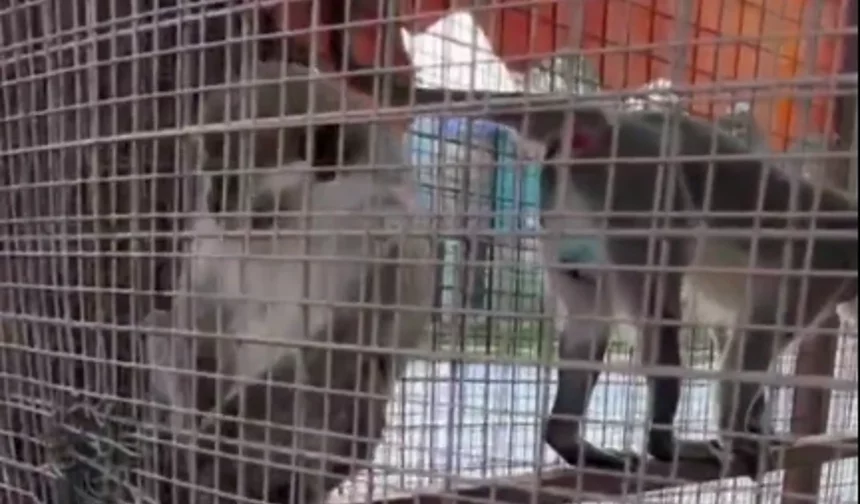 Üç örümcek maymunu koruma altında