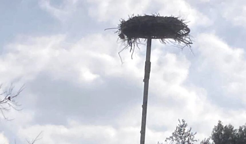 Antalya'da leyleğin bozulan yuvası için çağrı
