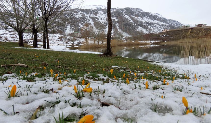 Yaylalarda karlar erimeye başladı, bahar çiçekleri açtı