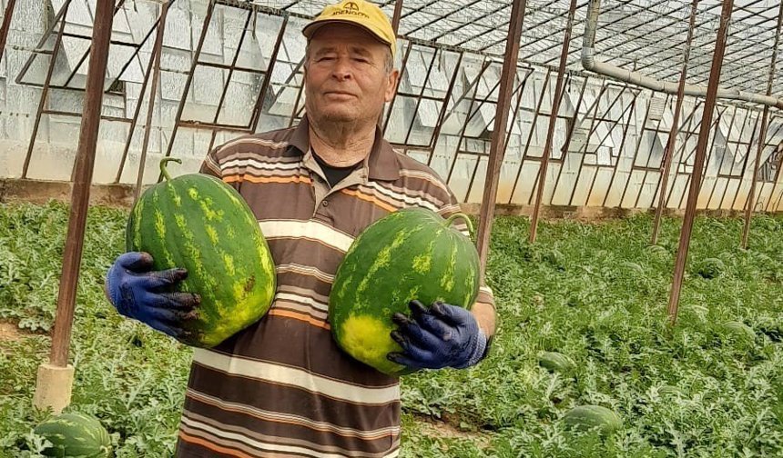 Antalya'da sezonun ilk erkenci karpuzu kilosu 40 liraya alıcı buldu