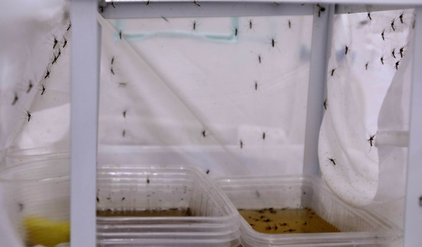 Antalya'da yoğun yağışlar sonrası sivrisinek alarmı