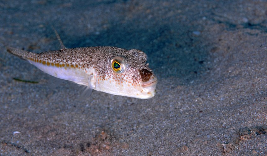 6 yılda 665 bin balon balığı yakalandı: 50 milyon bireyin sisteme girişi önlendi