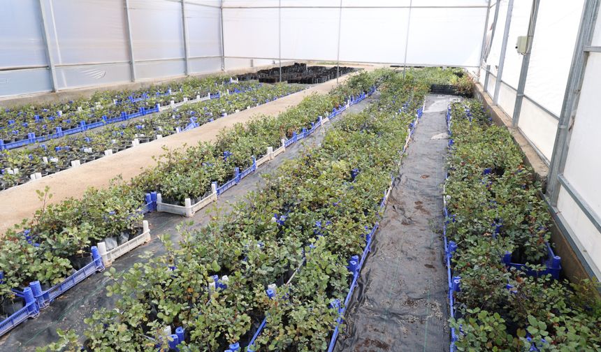 Alanya'da üreticiye 5 bin keçiboynuzu fidanı dağıtılacak