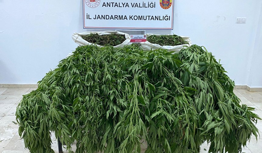 Antalya Serik'te uyuşturucu operasyonu: 1 tutuklu