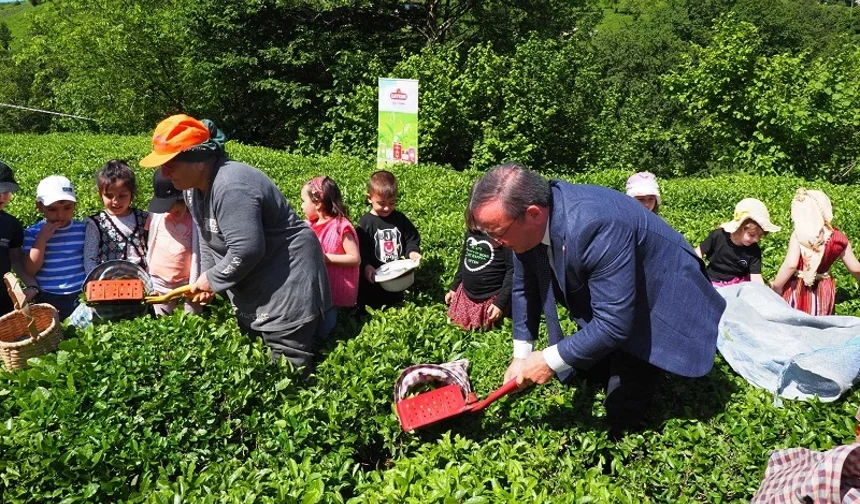 Çay İşletmeleri'ne personel atamalarında 40 yaş şartı aranmayacak